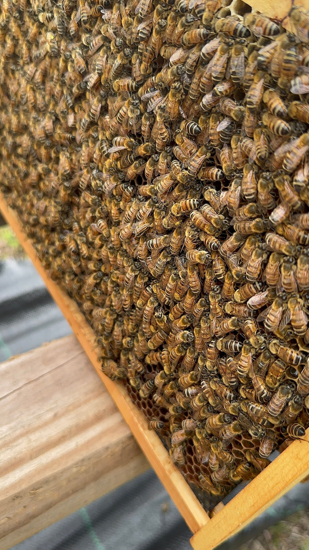 Beeswax lip balm
