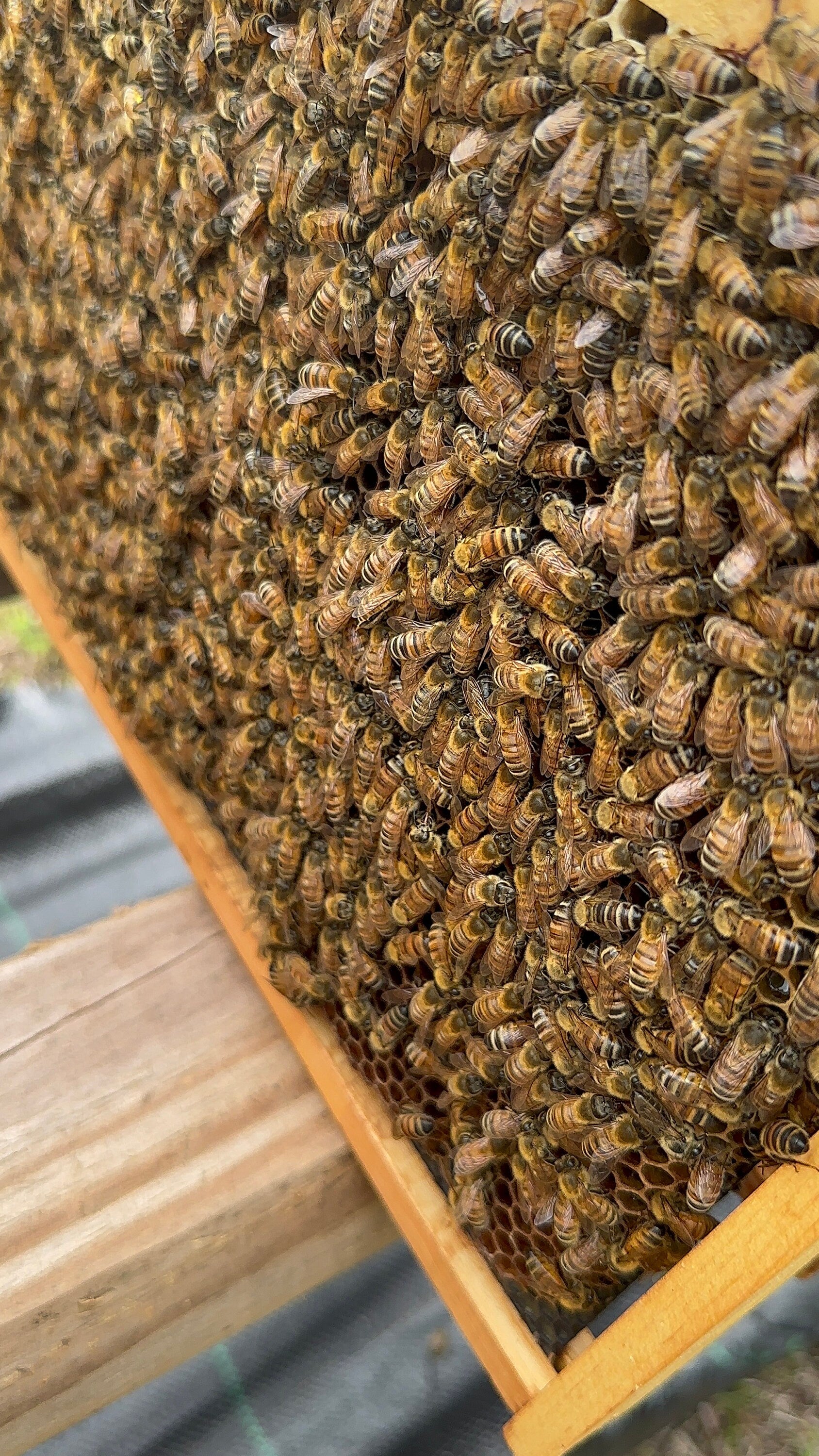 Beeswax lip balm